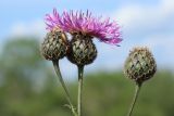 Centaurea scabiosa. Верхушки побегов с цветущим и развивающимся соцветиями. Беларусь, Витебская обл., окр. пос. Езерище, пустырь среди используемого под пастбище суходольного луга. 23.06.2023.