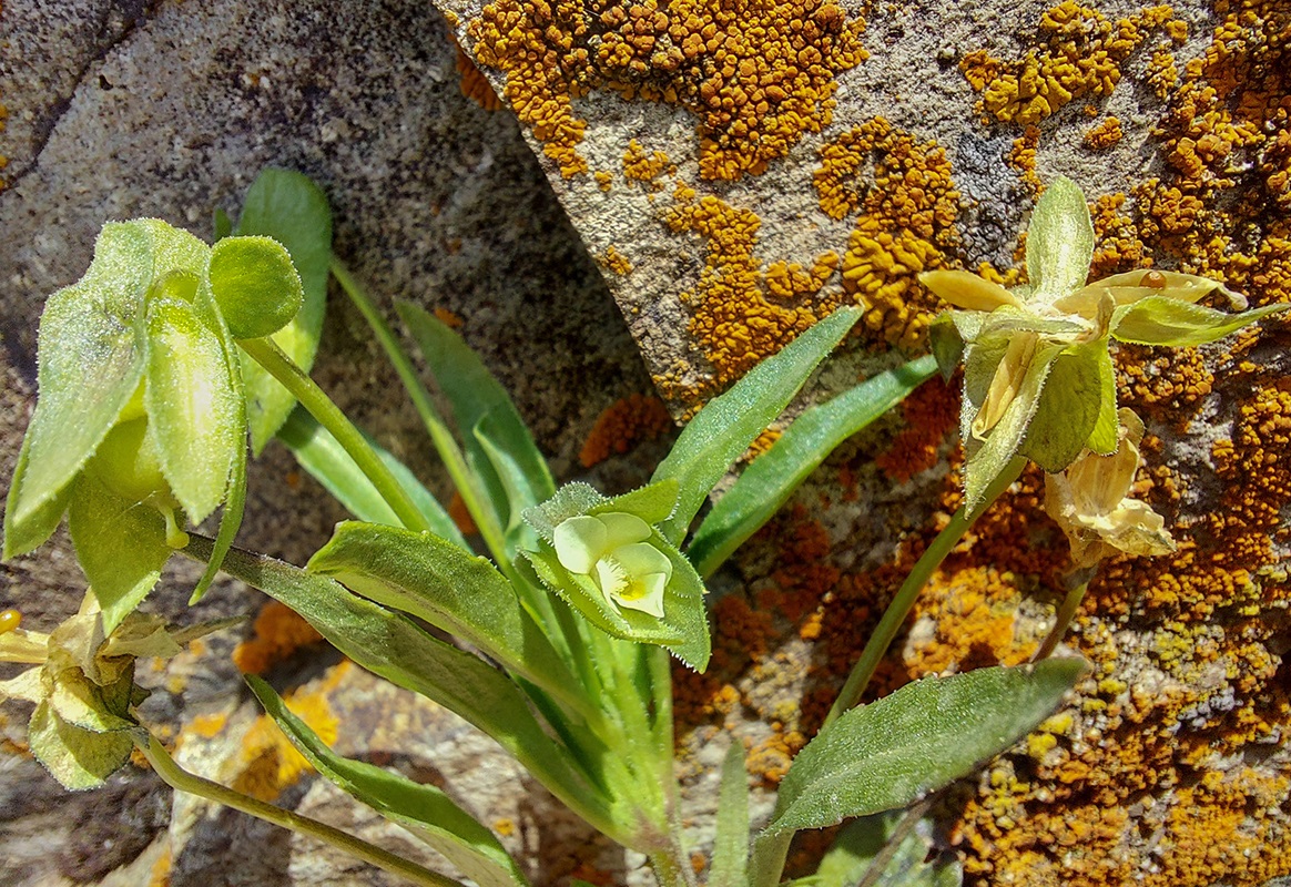 Image of Viola occulta specimen.