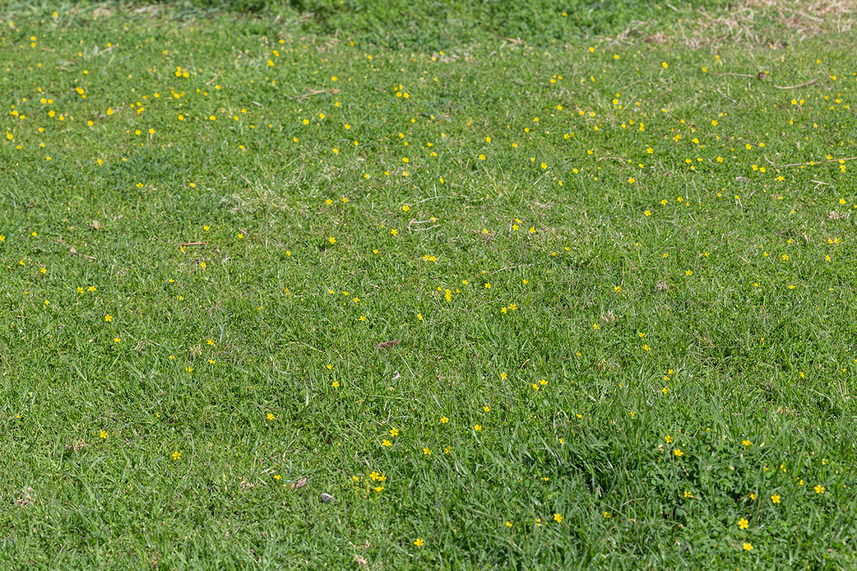 Image of Oxalis corniculata specimen.