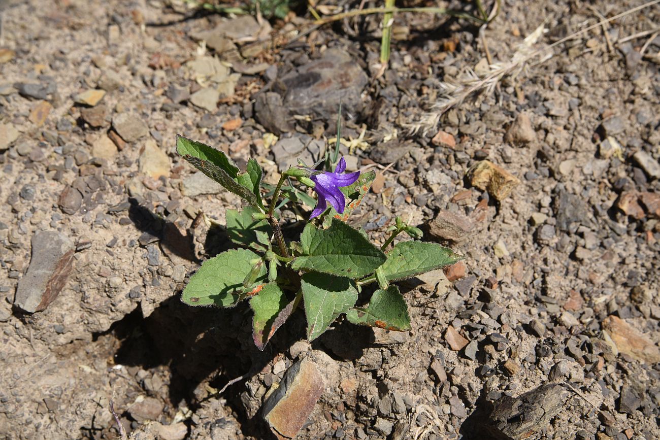 Изображение особи род Campanula.