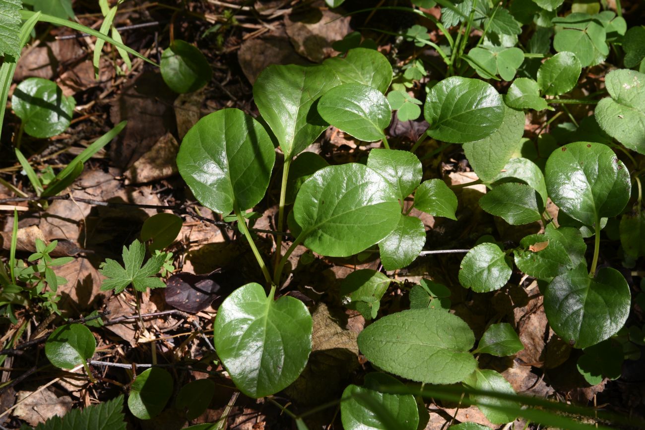 Image of genus Pyrola specimen.