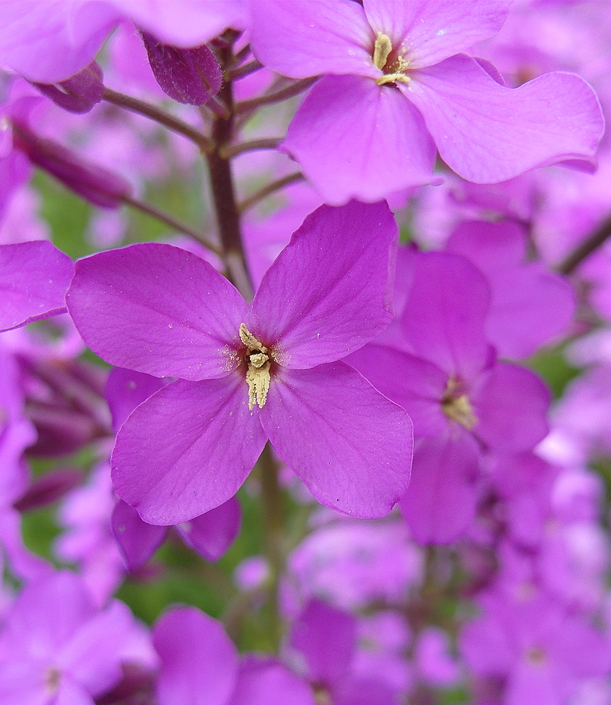 Image of Hesperis matronalis specimen.