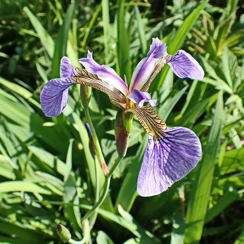 Image of Iris setosa specimen.