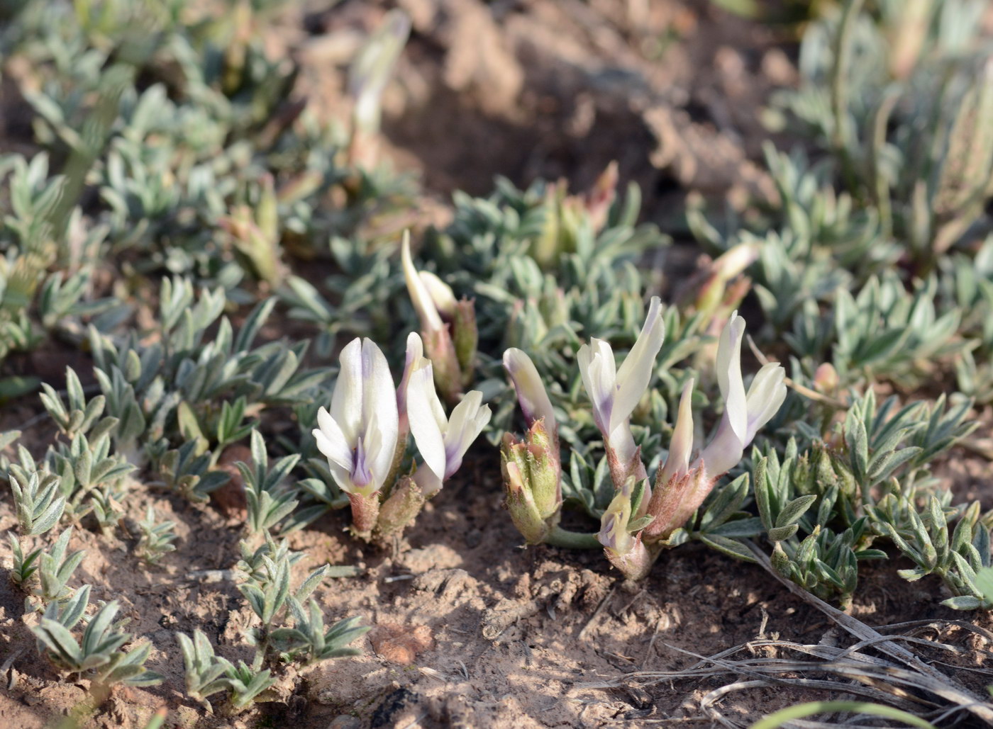 Изображение особи Astragalus chomutowii.