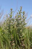 Teucrium scordioides. Цветущие растения. Крым, Симферополь, западный берег Симферопольского вдхр. 01.08.2024.