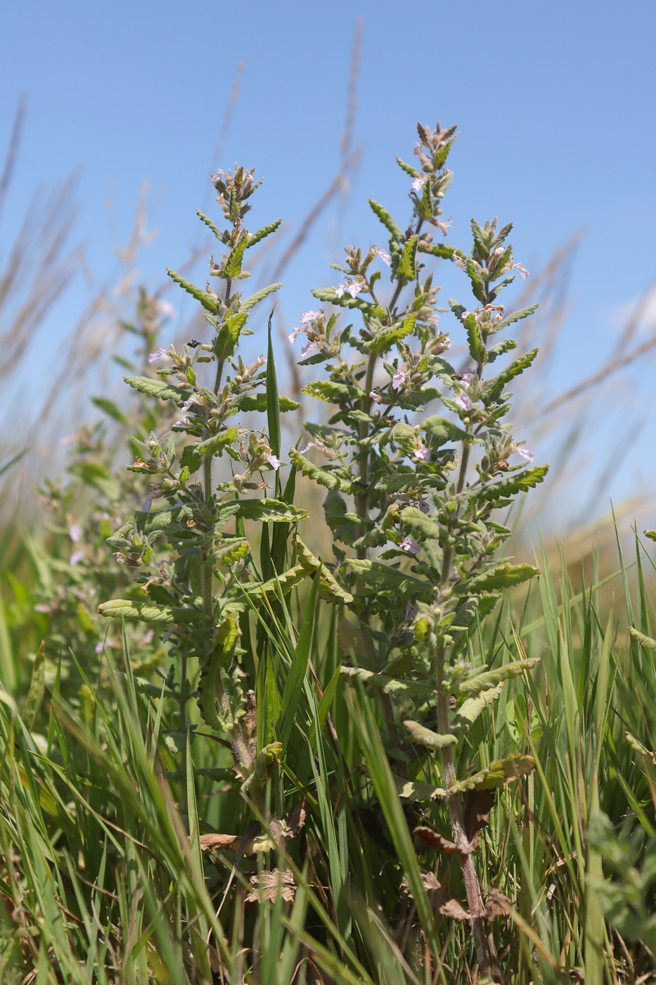 Image of Teucrium scordioides specimen.