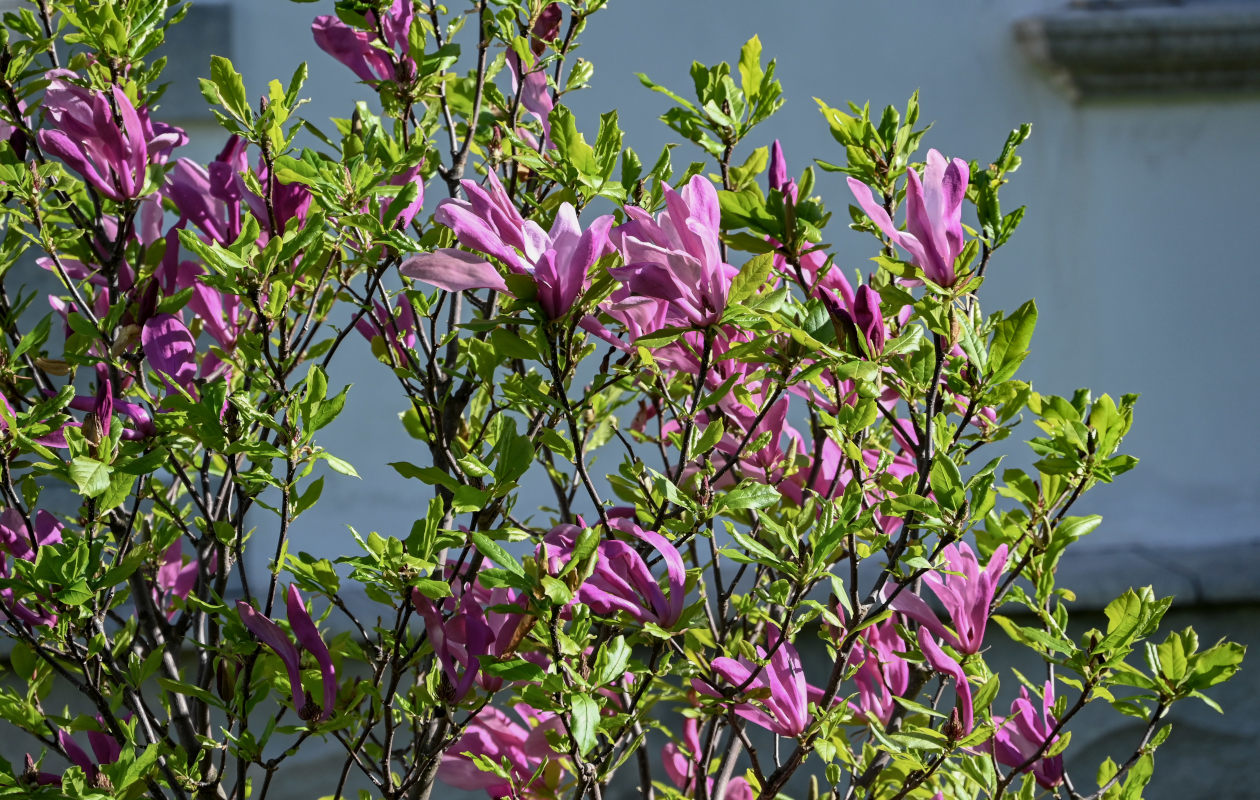 Image of Magnolia &times; susannae specimen.