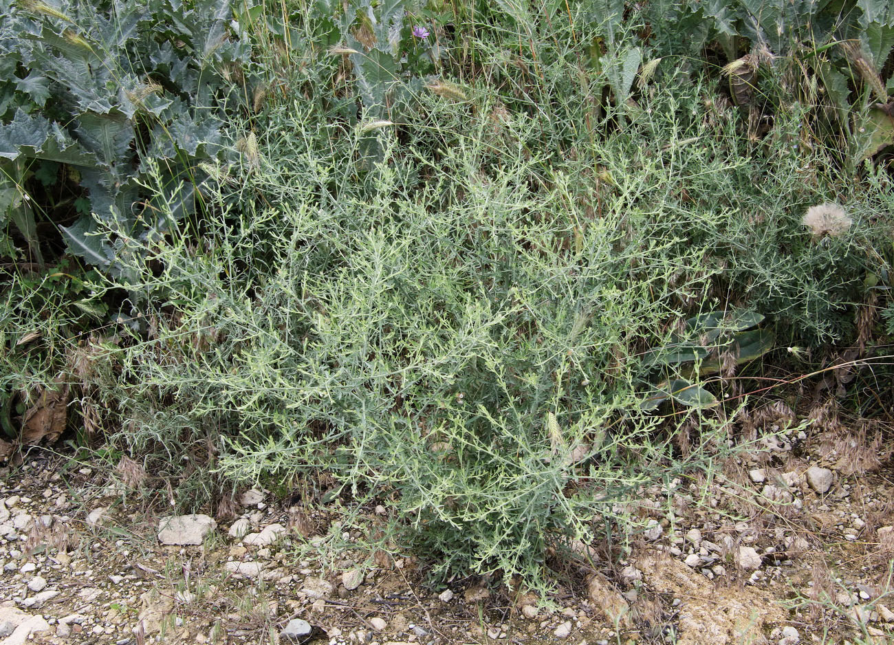 Image of Centaurea diffusa specimen.