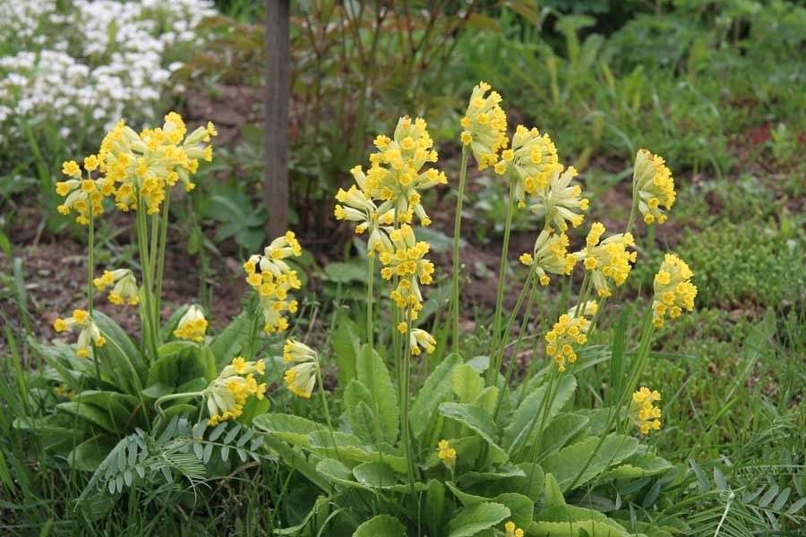 Image of Primula veris specimen.