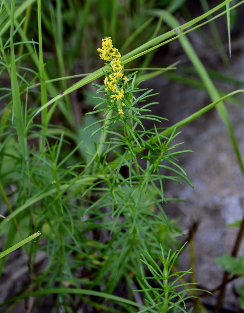 Image of Galium verum specimen.