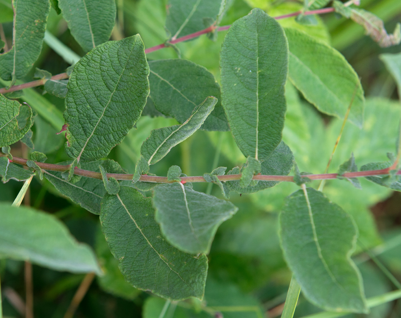 Image of Salix aurita specimen.