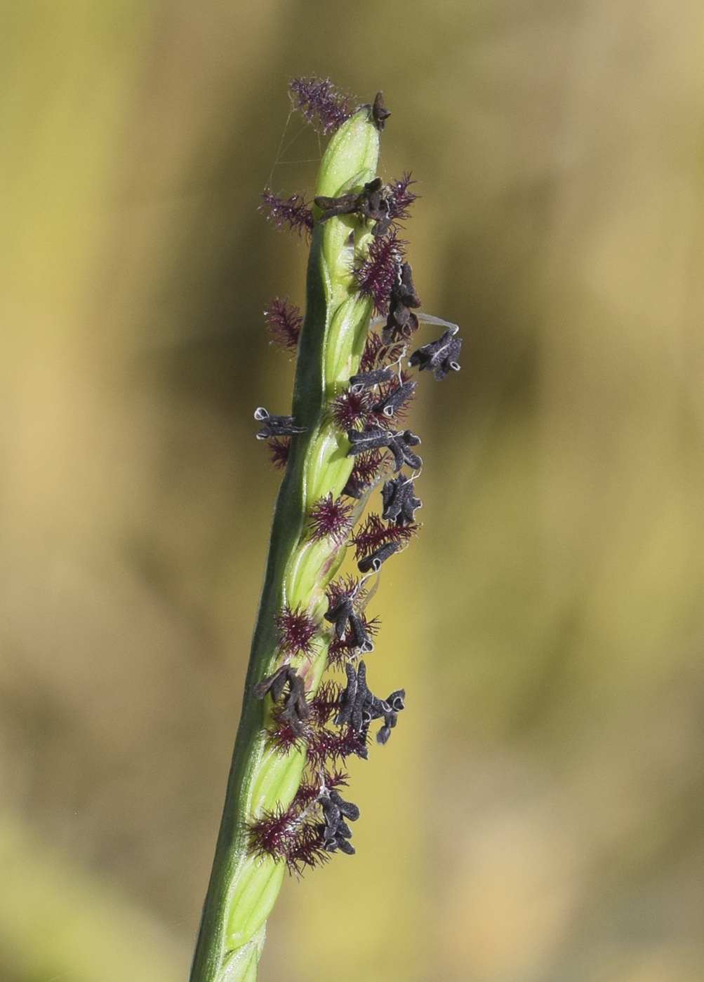 Image of Paspalum paspalodes specimen.