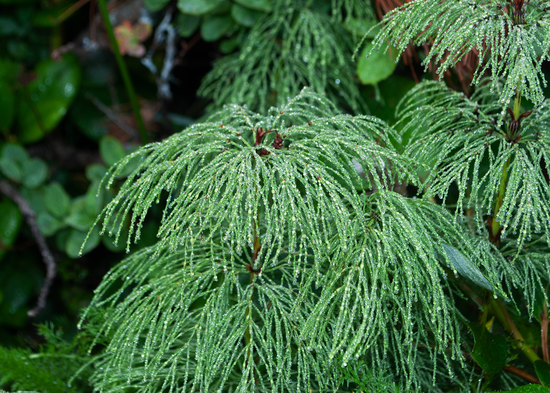 Изображение особи Equisetum sylvaticum.