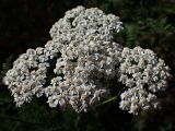 род Achillea. Соцветия. Хабаровский край, окр. г. Комсомольск-на-Амуре, Силинский лесопарк, зарастающая просека. 23.09.2024.