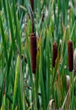 Typha latifolia. Соплодие и верхушки листьев. Московская обл., Волоколамский гор. округ, дол. р. Каменка, запруда у бобровой плотины, в воде у берега. 17.08.2024.