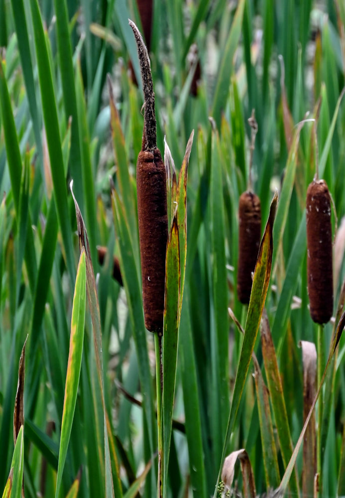 Image of Typha latifolia specimen.