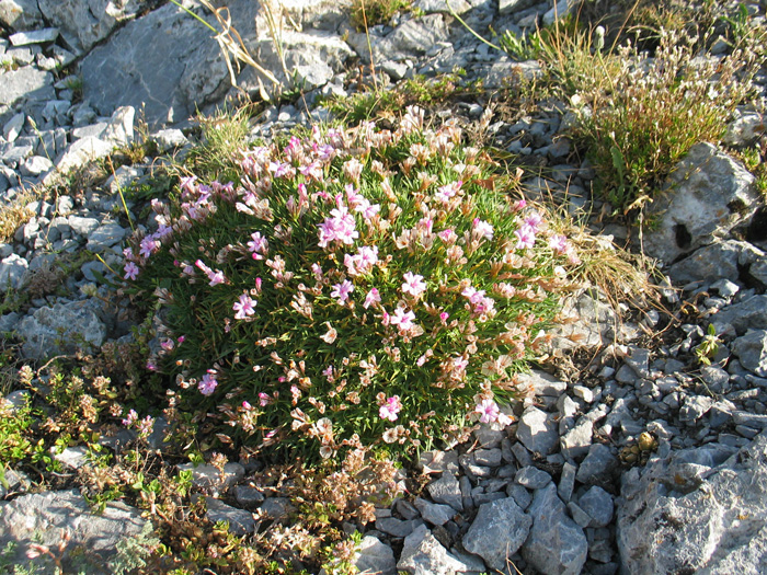 Image of Acantholimon &times; baubaschatense specimen.