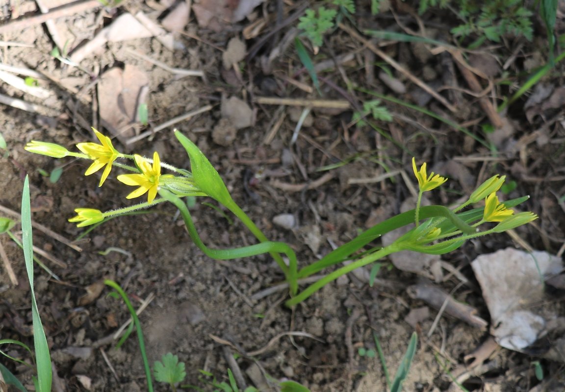 Image of genus Gagea specimen.