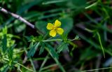 Potentilla erecta. Цветок и бутон. Тверская обл., Конаковский р-н, дол. р. Сестра, опушка березняка. 07.09.2024.