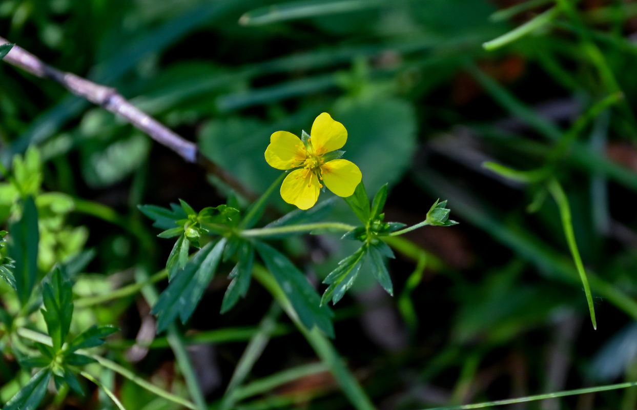 Изображение особи Potentilla erecta.