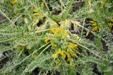 Astragalus lithophilus