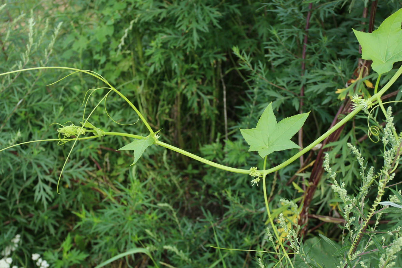 Изображение особи Echinocystis lobata.