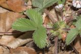 Potentilla micrantha