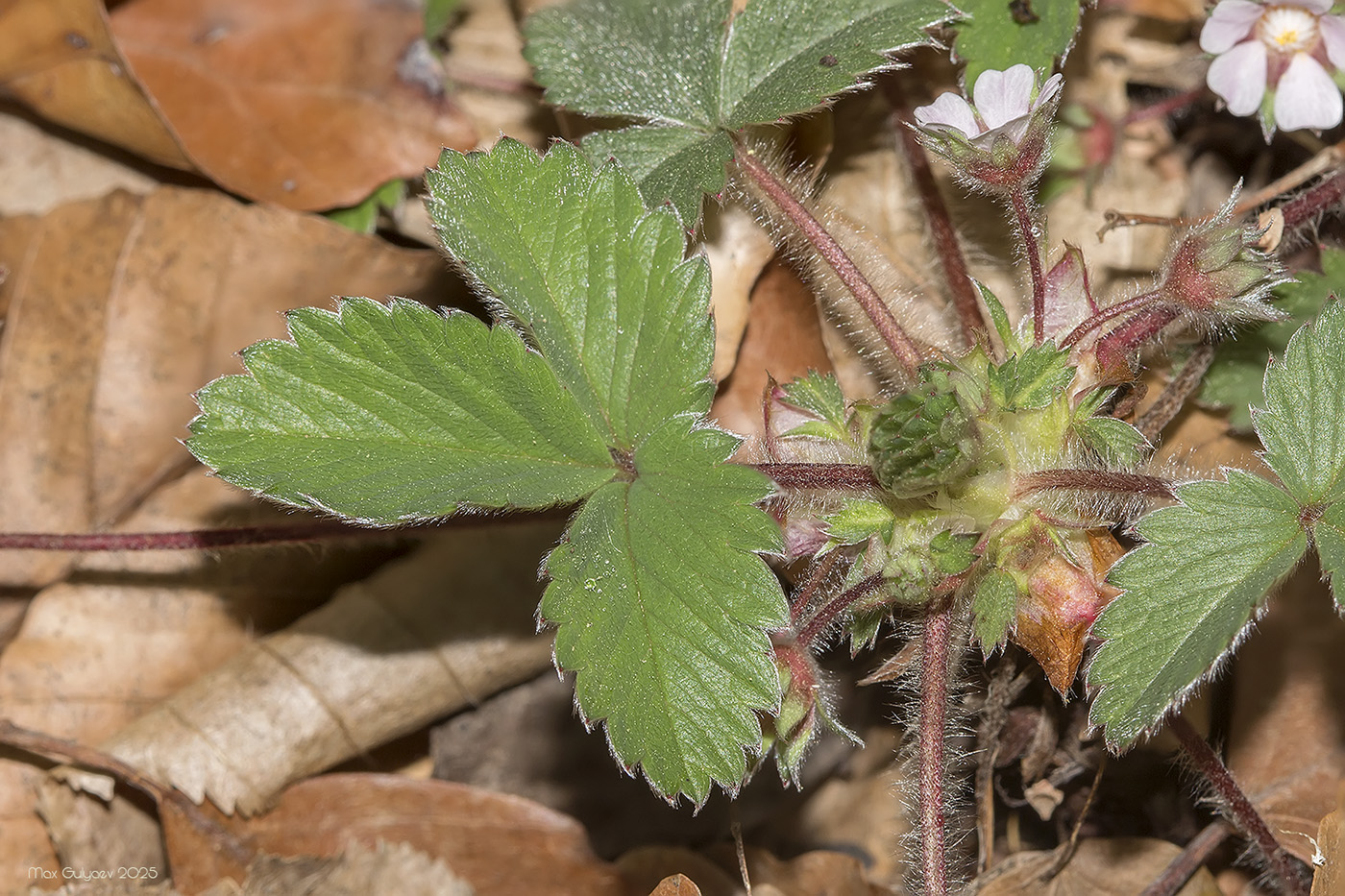 Image of Potentilla micrantha specimen.