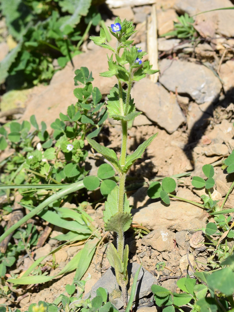 Image of Veronica campylopoda specimen.