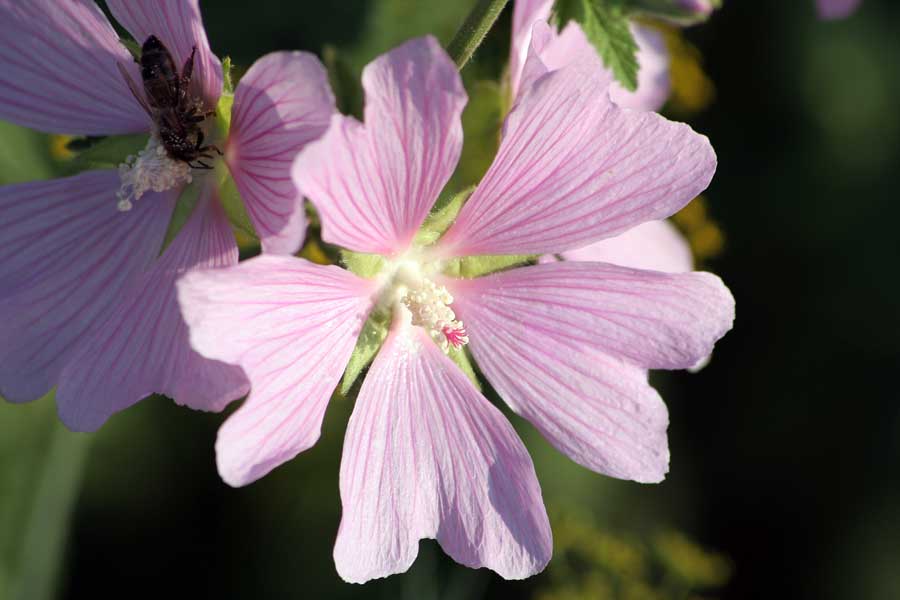 Image of Malva thuringiaca specimen.