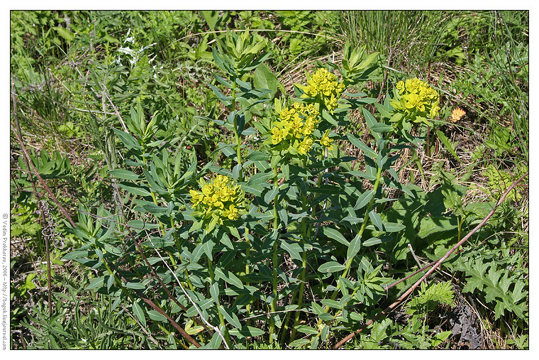 Image of Euphorbia semivillosa specimen.