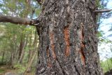 Смотреть изображение Pinus sylvestris подвид hamata