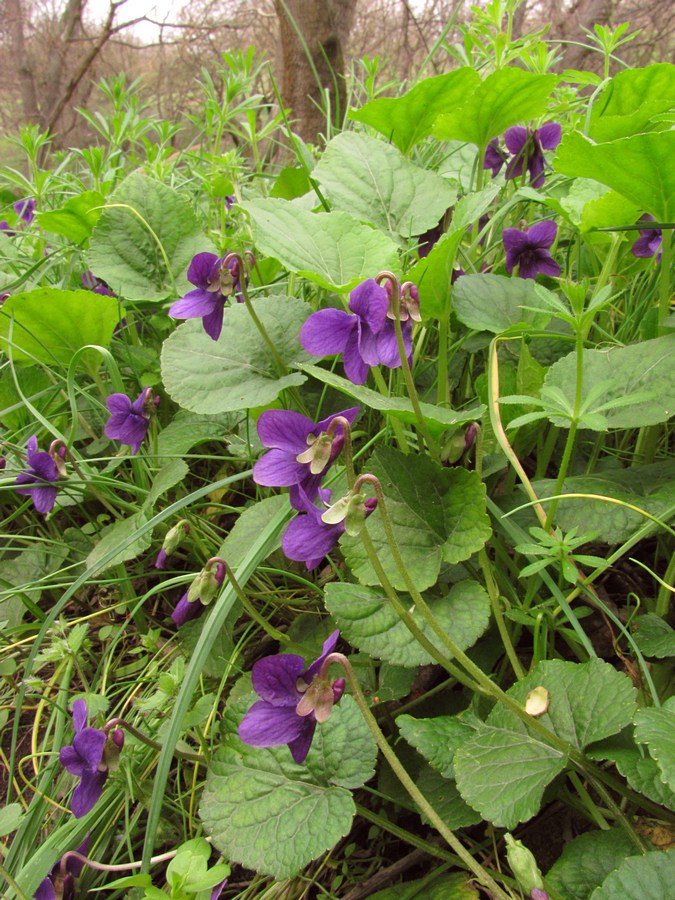 Image of Viola odorata specimen.