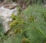 View full-size image Prangos ferulacea