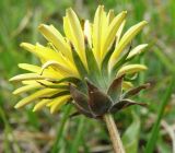 Taraxacum tortilobum. Соцветие. Север Кубани, станица Шкуринская, сазовая степь. 21.04.2011.