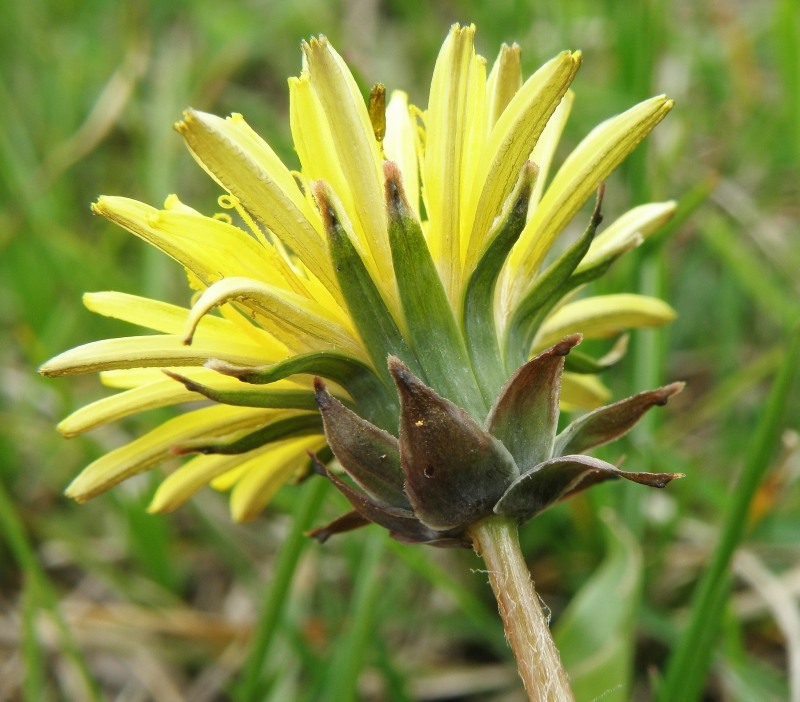 Image of Taraxacum tortilobum specimen.