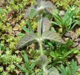 View full-size image genus Clinopodium