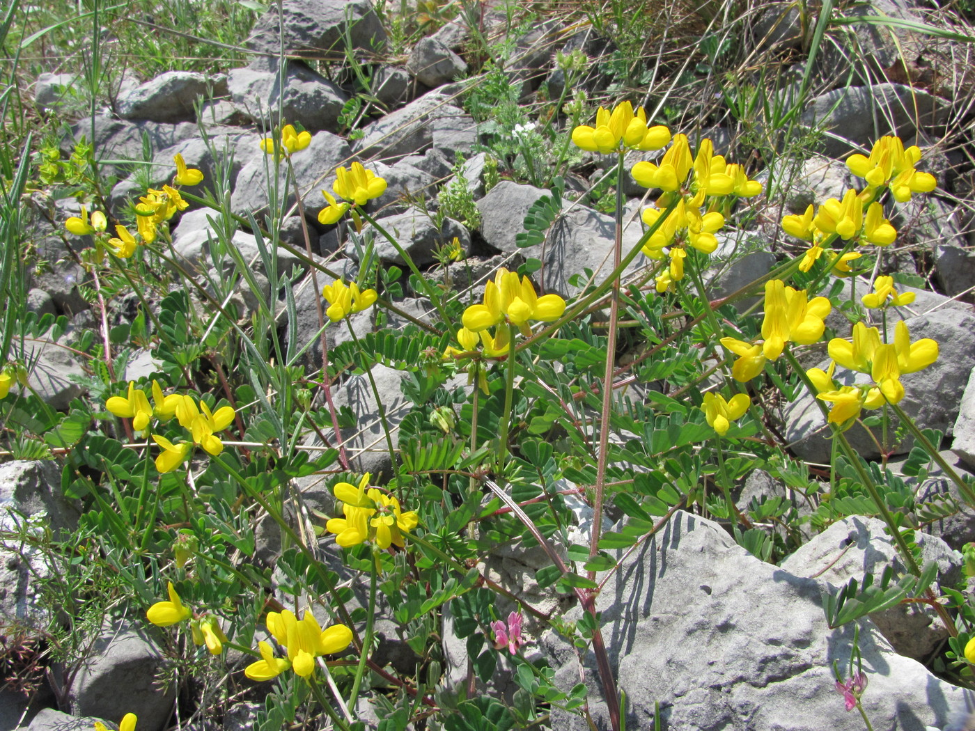 Image of Securigera securidaca specimen.