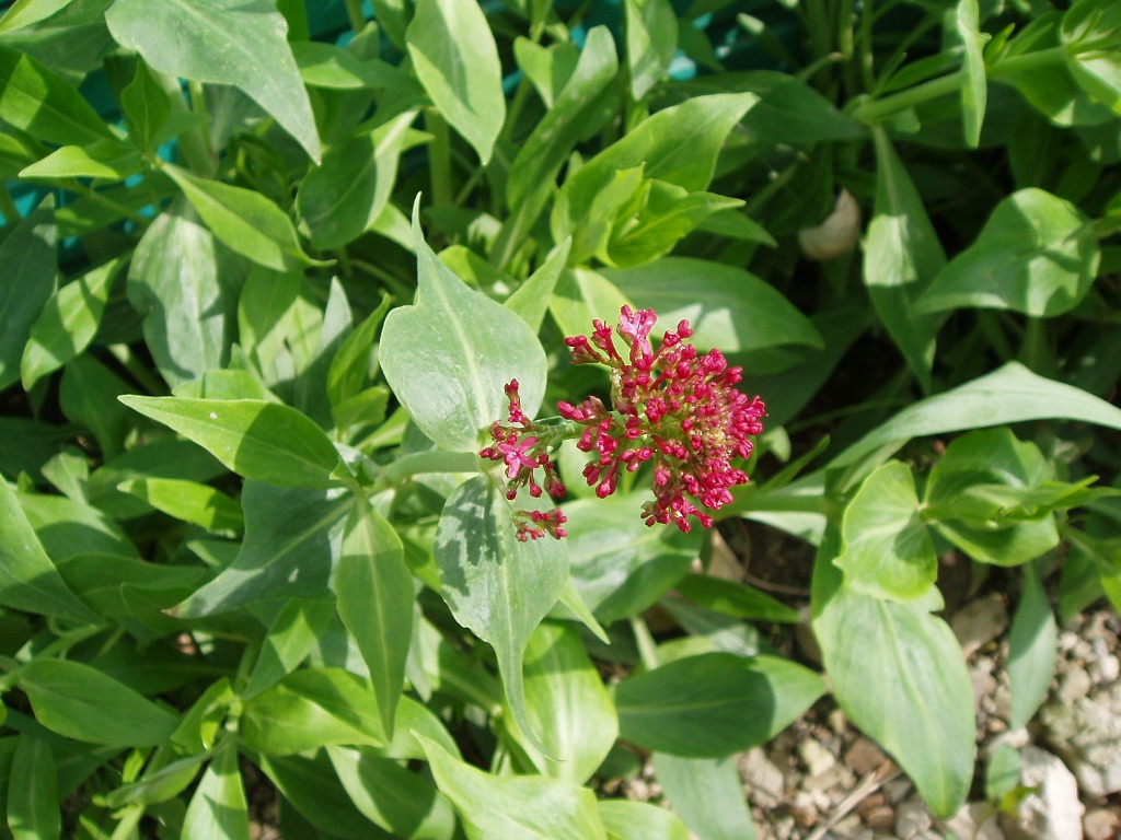 Image of Centranthus ruber specimen.