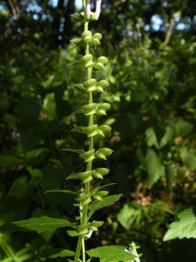 Image of Scutellaria altissima specimen.