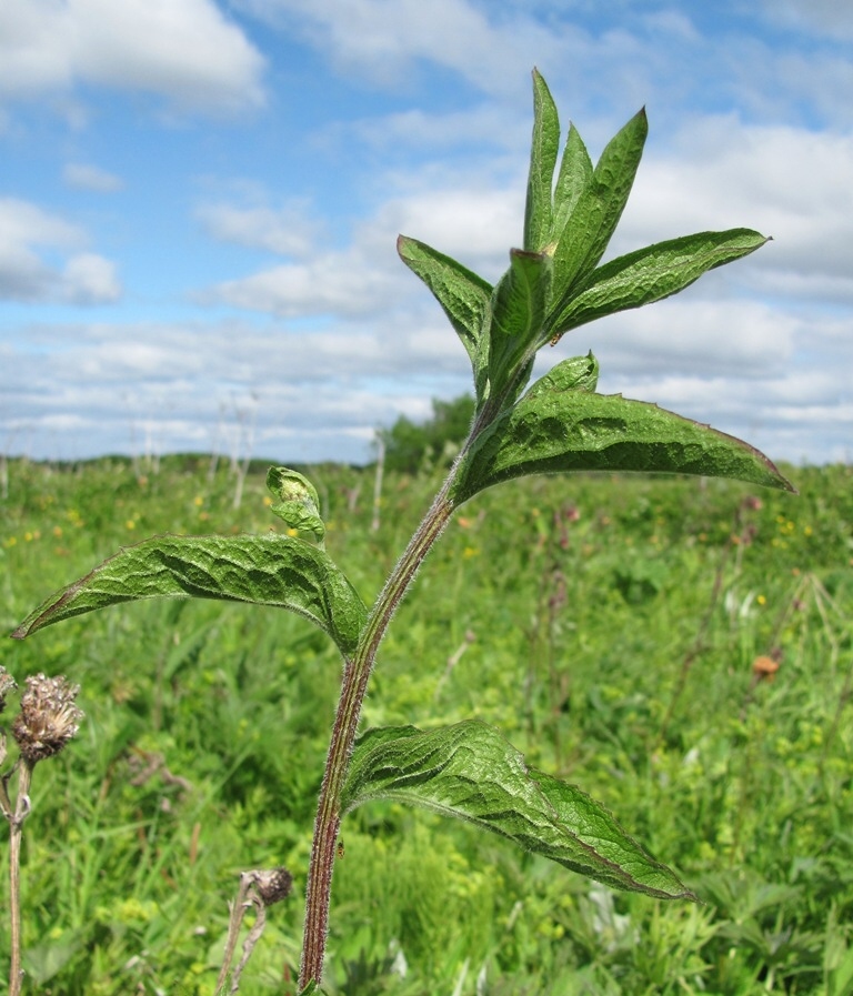 Изображение особи Centaurea phrygia.