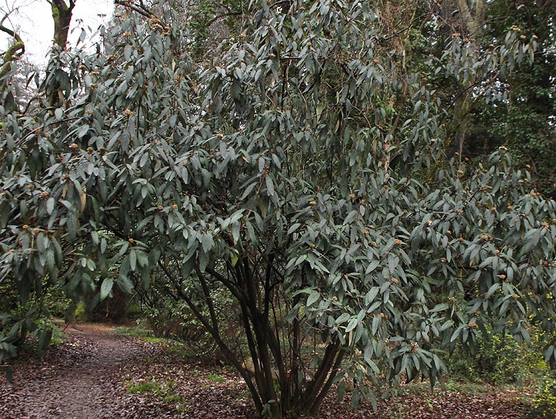 Image of Viburnum rhytidophyllum specimen.