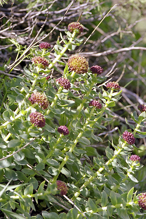 Image of Rhodiola heterodonta specimen.