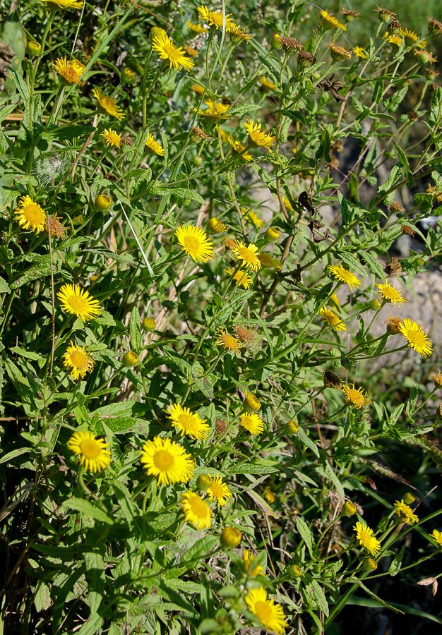 Image of Inula britannica specimen.