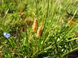 Kobresia macrolepis