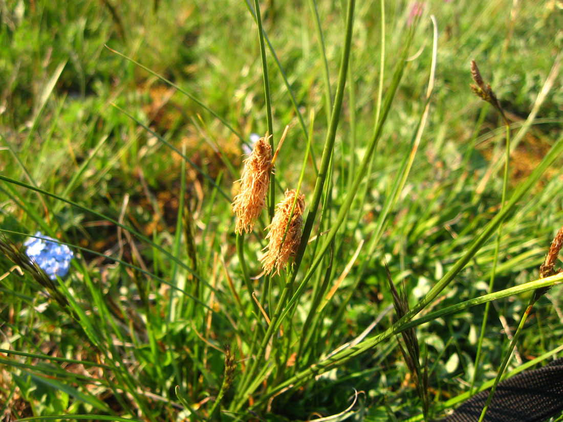 Изображение особи Kobresia macrolepis.