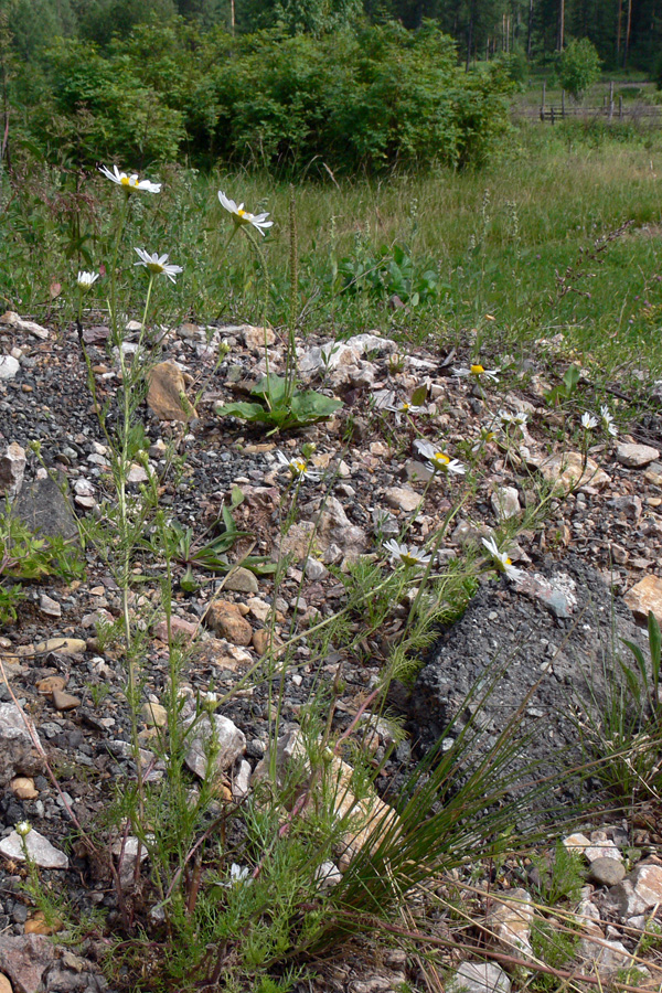 Image of Tripleurospermum inodorum specimen.