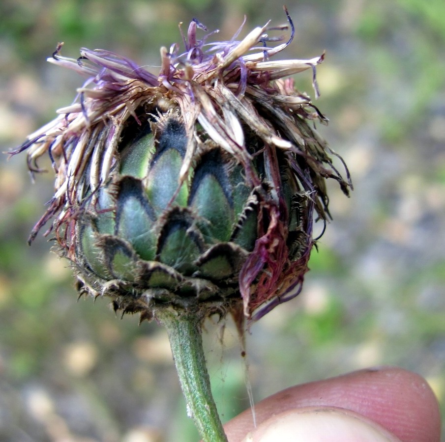 Image of Centaurea integrifolia specimen.