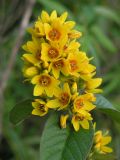 Lysimachia vulgaris. Соцветие. Саратовская обл., Энгельсский р-н, Волгоградское вдхр. 13 августа 2011 г.