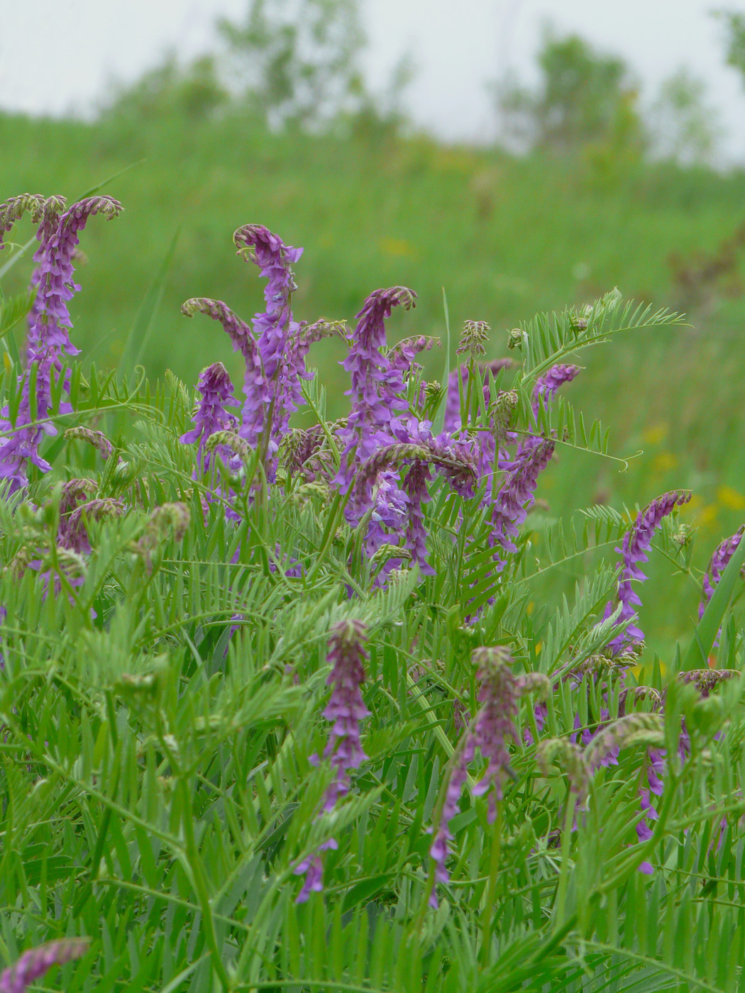 Image of Vicia tenuifolia specimen.